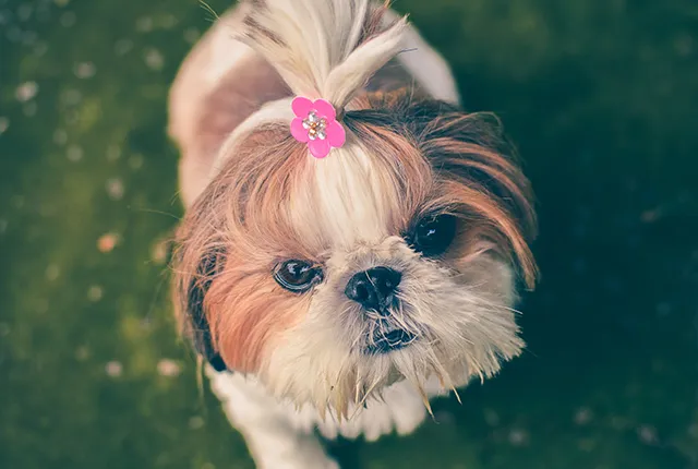 Why Do My Doggie Parlor Need a Website?